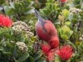 Apapane (Endangered Honeycreeper) - Pu'u Hinahina Lookout - Kokee State Park -- 2020, Jan 14