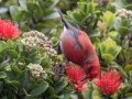 Apapane (Endangered Honeycreeper) - Pu'u Hinahina Lookout - Kokee State Park -- 2020, Jan 14