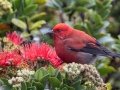 Apapane (Endangered Honeycreeper) - Pu'u Hinahina Lookout - Kokee State Park -- 2020, Jan 14