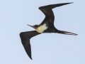 Great Frigatebird, female -  (Year-round) Kilauea Point NWR - 2020, Jan 09
