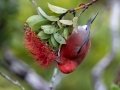 Apapane (Endangered Honeycreeper) - Pu'u Hinahina Lookout - Kokee State Park -- 2020, Jan 14
