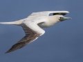 Red-footed Booby (Year Round) - Kilauea Point NWR - 2020, Jan 09