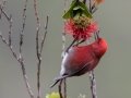 Apapane (Endangered Honeycreeper) - Pu'u Hinahina Lookout - Kokee State Park -- 2020, Jan 14