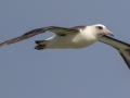Laysan Albatross (November-July) - Kilauea Point NWR - 2020, Jan 09
