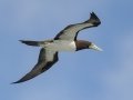 Brown Booby - Kilauea Point NWR - 2020, Jan 09