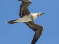 Red-footed Booby, juvenile (Year-round) - Kilauea Point NWR - 2020, Jan 09