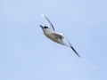 White-tailed Tropicbird (Year-round) - Kilauea Point NWR - 2020, Jan 09