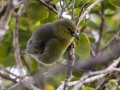Kauai Amakihi (Endangered) - Pihea Trail - Kokee State Park, 2020, Jan 14