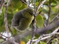 Kauai Amakihi (Endangered) - Pihea Trail - Kokee State Park, 2020, Jan 14