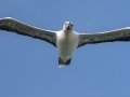 Red-footed Booby (Year-round) - Kilauea Point NWR - 2020, Jan 09