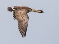 Hawaiian  Goose (Nene) (Endangered) - Kilauea Point NWR - 2020, Jan 07