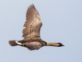 Hawaiian  Goose (Nene) (Endangered) - Kilauea Point NWR - 2020, Jan 07