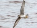 Wandering Tattler - Salt Pond Beach Park, Kauai's south shore, 2020, Jan 15