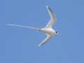 White-tailed Tropicbird (Year-round) - Kilauea Point NWR - 2020, Jan 09