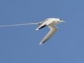 White-tailed Tropicbird (Year-round) - Kilauea Point NWR - 2020, Jan 09