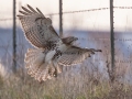 Red-tailed Hawk (borealis) - N Ballard Church Rd - Wickliffe US-KY - Ballard County - Kentucky, Dec 9 2022