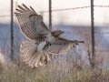 Red-tailed Hawk (borealis) - N Ballard Church Rd - Wickliffe US-KY - Ballard County - Kentucky, Dec 9 2022