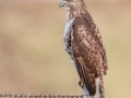 Red-tailed Hawk (borealis) - N Ballard Church Rd - Wickliffe US-KY - Ballard County - Kentucky, Dec 9 2022