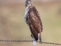 Red-tailed Hawk (borealis) - N Ballard Church Rd - Wickliffe US-KY - Ballard County - Kentucky, Dec 9 2022