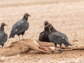 Black Vultures eating a deer carpus - E Lester Chapel Rd, Trenton, Todd County, Kentucky, January 21, 2021