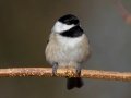Carolina Chickadee , Waterfowl Way, Cadiz, Trigg County, Kentucky, January 5, 2021