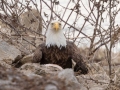 Bald Eagle - Lake Barkley Dam, Lyon County, February 6, 2021