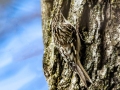 Brown Creeper - E Lester Chapel Rd, Trenton, Todd County, Kentucky, January 28, 2021