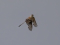 Scissor-tailed Flycatcher - Lawson-Pointdexter Rd Farm Pond, Todd County, KY, August 20, 2021