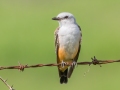 Scissor-tailed Flycatcher (juvenile) - Lawson-Pointdexter Rd Farm Pond, Todd County, KY, August 20, 2021