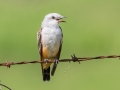 Scissor-tailed Flycatcher (juvenile) - Lawson-Pointdexter Rd Farm Pond, Todd County, KY, August 20, 2021