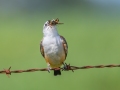 Scissor-tailed Flycatcher (juvenile) - Lawson-Pointdexter Rd Farm Pond, Todd County, KY, August 20, 2021