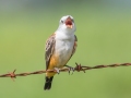 Scissor-tailed Flycatcher (juvenile) - Lawson-Pointdexter Rd Farm Pond, Todd County, KY, August 20, 2021