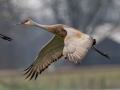 Sandhill Crane -  Lawson-Poindexter Rd Farm Pond (restricted access; roadside viewing), Todd, Kentucky, Jan 2, 2022