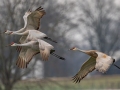 Sandhill Cranes -  Lawson-Poindexter Rd Farm Pond (restricted access; roadside viewing), Todd, Kentucky, Jan 2, 2022