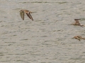 Two Stilt Sandpipers, three Pectoral Sandpipers and one Killdeer - Frogue Pond, Todd County, August 28, 2021