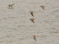 Left to right: Stilt Sandpiper, Pectoral Sandpiper, Killdeer, Stilt Sandpiper and Pectoral Sandpiper tied with a Semipalmated Plover below, followed by two more Pectoral Sandpipers - Frogue Pond, Todd County, August 28, 2021