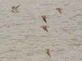 Left to right: Stilt Sandpiper, Pectoral Sandpiper, Killdeer, Stilt Sandpiper and Pectoral Sandpiper tied with a Semipalmated Plover below, followed by two more Pectoral Sandpipers - Frogue Pond, Todd County, August 28, 2021