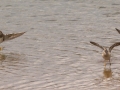 Pectoral Sandpiper (far left); Stilt Sandpipers (far right) -  Frogue Pond, Todd County, August 28, 2021