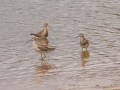 Semipalmated Sandpiper furthest left then Stilt Sandpipers (far left and far right) with two Pectoral Sandpipers middle - Frogue Pond, Todd County, August 28, 2021