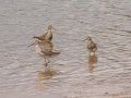 Semipalmated Sandpiper furthest left then Stilt Sandpipers (far left and far right) with two Pectoral Sandpipers middle - Frogue Pond, Todd County, August 28, 2021