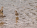 Stilt Sandpipers (far left and far right) with two Pectoral Sandpipers middle - Frogue Pond, Todd County, August 28, 2021