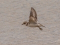 Semipalmated Plover - Frogue Pond, Todd County, August 28, 2021