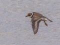 Semipalmated Plover - Frogue Pond, Todd County, August 28, 2021