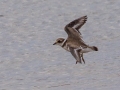 Semipalmated Plover - Frogue Pond, Todd County, August 28, 2021