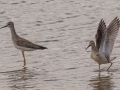 Lesser Yellowlegs (left) and Stilt Sandpiper (Right) - Frogue Pond, Todd County, August 28, 2021