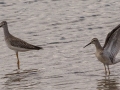 Lesser Yellowlegs (left) and Stilt Sandpiper (Right) - Frogue Pond, Todd County, August 28, 2021