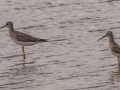 Lesser Yellowlegs (left) and Stilt Sandpiper (Right) - Frogue Pond, Todd County, August 28, 2021