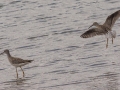 Lesser Yellowlegs (left) and Stilt Sandpiper (Right) - Frogue Pond, Todd County, August 28, 2021