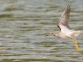 Stilt Sandpipers (far left and far right) in flight with a Lesser Yellowlegs in the middle - Frogue Pond, Todd County, August 28, 2021