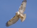 Red-tailed Hawk (borealis) -  Farm Pond - 3240 Clarksville Rd, Trenton US-KY, Todd County, KY, Jan 12, 2022